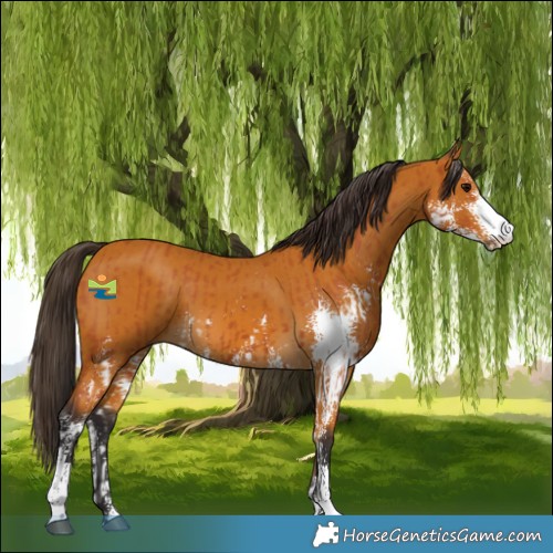 Horse Color:Bay Sabino and Buckskin Sabino