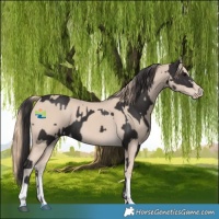 Horse Color:Smoky Black  and Smoky Creme 