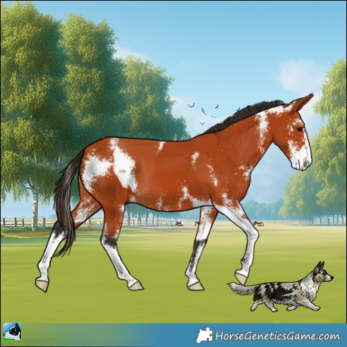 Horse Color:Bay Sabino  and Bay Sabino Varnish 