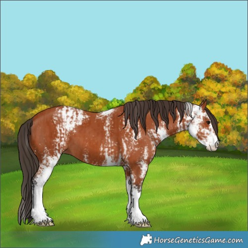 Horse Color:Bay Sabino  and Bay Sabino 