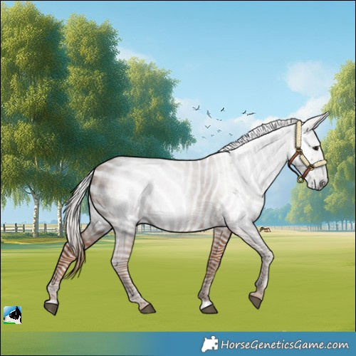 Horse Color:Gray Chestnut 