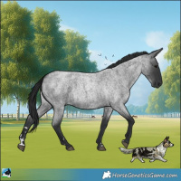Horse Color:Blue Roan