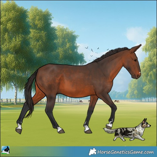 Horse Color:Brown
