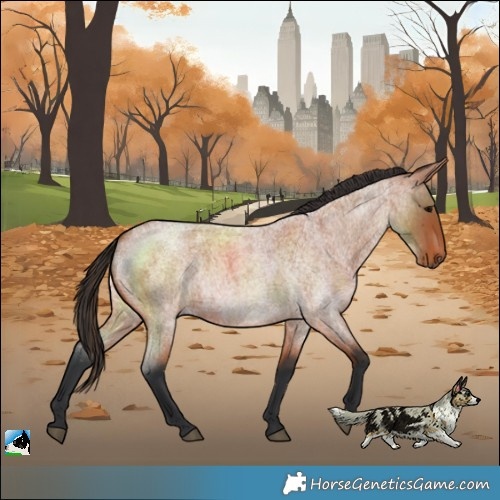 Horse Color:Bay Roan