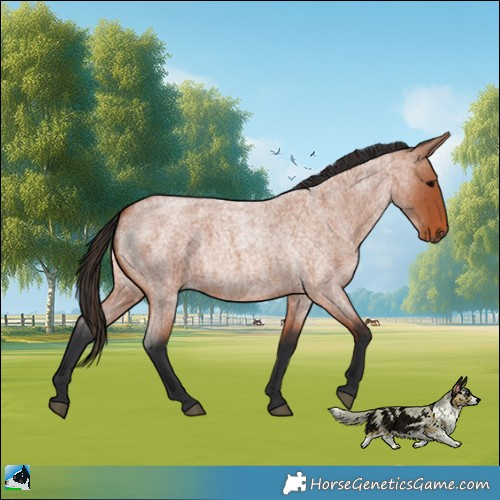 Horse Color:Bay Roan