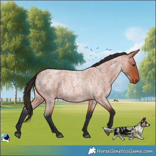 Horse Color:Bay Roan