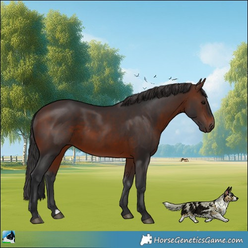 Horse Color:Brown 