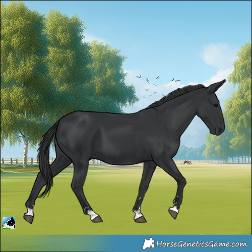Horse Color:Black 