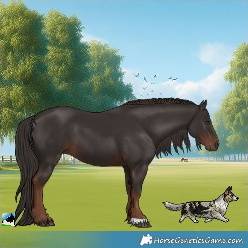 Horse Color:Liver Chestnut 