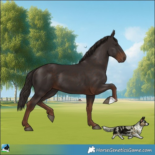 Horse Color:Liver Chestnut 