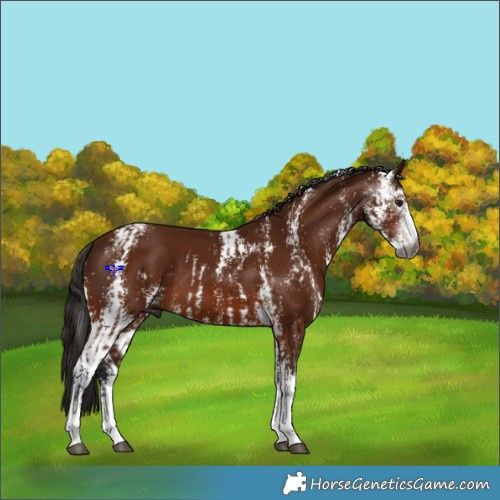 Horse Color:Gray Bay Sabino  and Gray Bay Sabino 