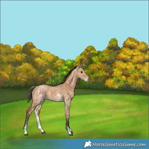 Horse Color:White Spotted Bay Dun Rabicano and White Spotted Bay Dun Rabicano