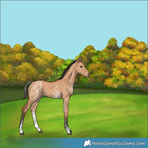 Horse Color:White Spotted Bay Dun Rabicano  and White Spotted Bay Dun Rabicano 