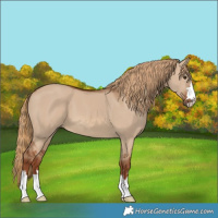 Horse Color:Red Dun