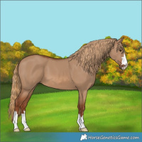 Horse Color:Red Dun 