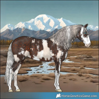 Horse Color:Perlino Sabino and Silver Brown Sabino