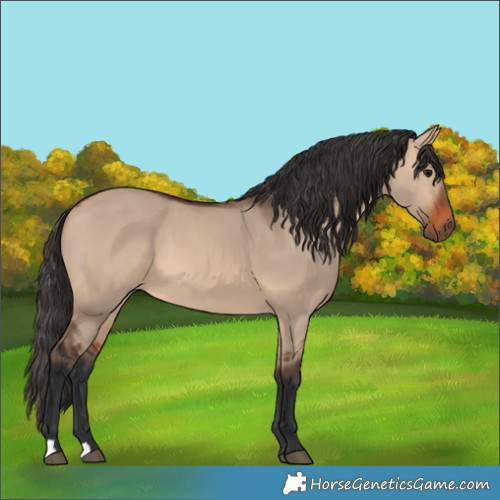 Horse Color:Bay Dun