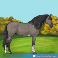 Horse Color:Grullo Tobiano