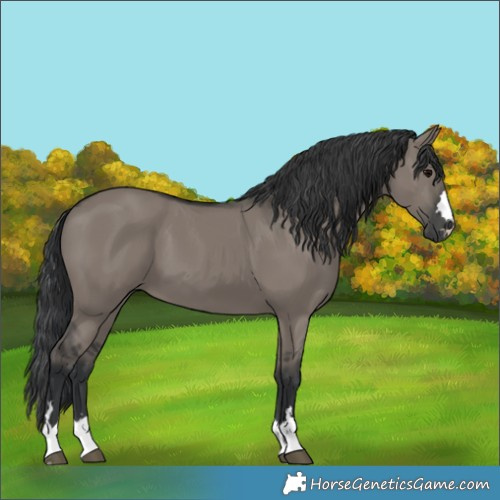 Horse Color:Grullo 