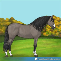 Horse Color:Grullo 