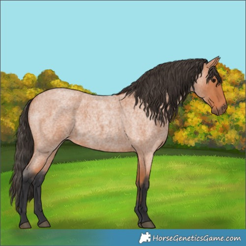 Horse Color:Bay Roan 