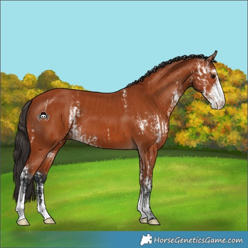 Horse Color:Bay Sabino  and Bay Sabino 