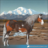 Horse Color:Bay Sabino  and Silver Bay Sabino 