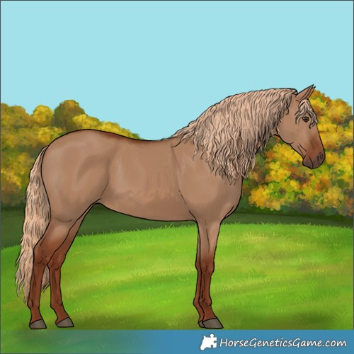 Horse Color:Red Dun 