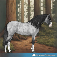 Horse Color:Blue Roan Splash