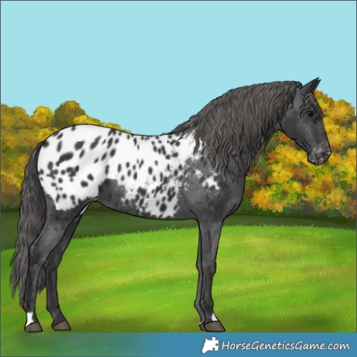 Horse Color:Black Appaloosa 