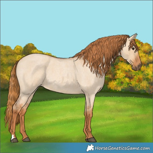 Horse Color:Red Dun Roan 