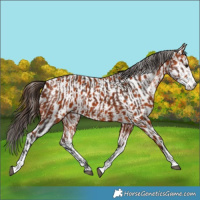 Horse Color:Bay Sabino  and Bay Sabino Appaloosa 