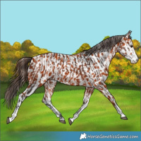 Horse Color:Bay Sabino and Bay Sabino Appaloosa