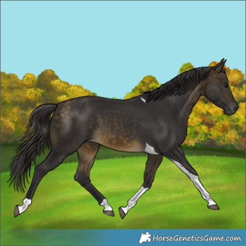 Horse Color:Buckskin Tobiano 