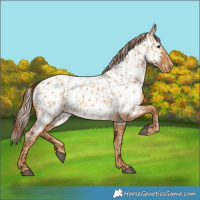 Horse Color:Red Dun Appaloosa and Palomino Dun Appaloosa