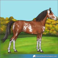 Horse Color:Bay Sabino  and Bay Sabino 