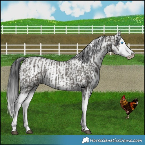 Horse Color:Grullo Sabino Splash  and White Spotted Grullo Splash 