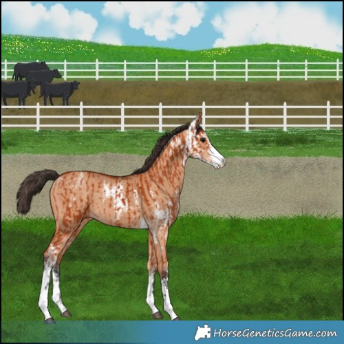 Horse Color:Bay Sabino  and Bay Dun Sabino 