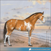 Horse Color:Buckskin Sabino  and Buckskin Sabino Splash 