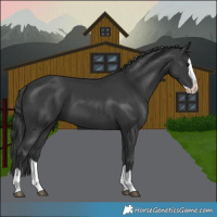 Horse Color:Black Splash 