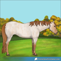 Horse Color:Red Dun Roan 