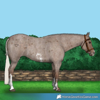 Horse Color:Silver Blue Roan Sabino 