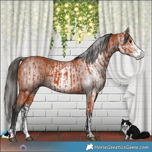 Horse Color:Bay Sabino  and Gray Bay Sabino 