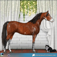 Horse Color:Bay Sabino and Gray Bay Sabino