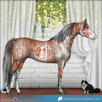 Horse Color:Bay Sabino  and Gray Bay Sabino 
