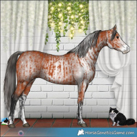 Horse Color:Bay Sabino  and Gray Bay Sabino 
