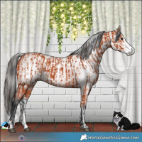 Horse Color:Bay Sabino  and Gray Bay Sabino 