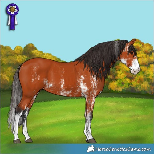 Horse Color:Bay Sabino  and Bay Sabino 