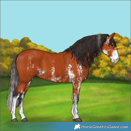 Horse Color:Bay Sabino and Bay Sabino