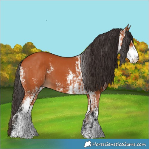 Horse Color:Bay Sabino  and Bay Sabino 